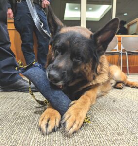 Middlebury Police Log: K-9 Guinness sniffs out drugs & firearms
