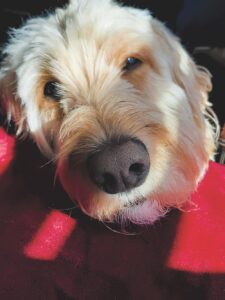 Pet of the week: Meet Finch