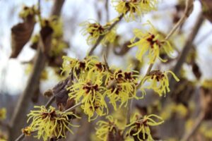 Ask a Master Gardener: The bewitching witch hazel tree