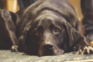 Matthew Dickerson: Walking with Coda — and then without him