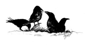 The Outside Story: Ravens forage during the winter