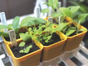 Ask a Master Gardener: Boost veggie diversity with seeds