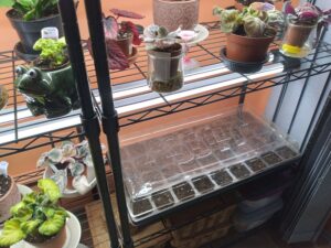 Ask a Master Gardener: Plant stands for indoor gardening