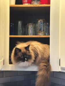 Pet of the week: Sweet Scooter