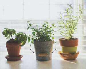 Ask a Master Gardener: Indoor herb gardening