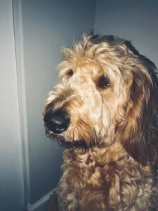 Pet of the Week: Memo