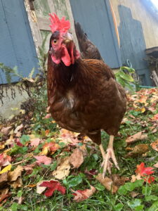 Know the health risks when raising backyard birds