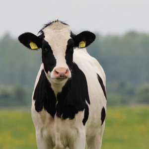 Letter to the Editor: Reality check from a lifelong member of the dairy industry
