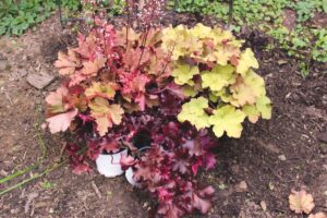 Ask a Master Gardener: How to use heuchera