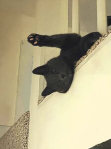 Pet of the week: Kitten
