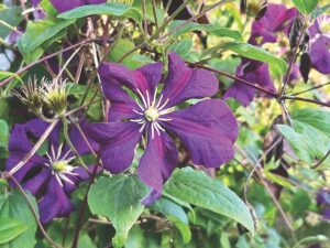 Ask a master gardener: Simple tips for stunning Clematis