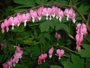 Ask a Master Gardener: All about bleeding hearts