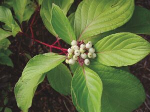 Ask a Master Gardener: Why you should plant dogwoods