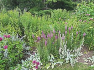 Home & Garden: Rain gardens are practical and pretty