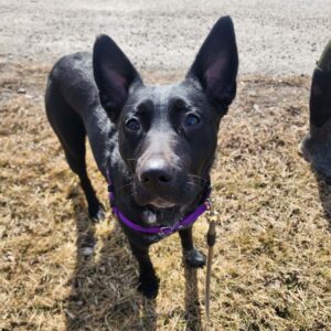 Pet of the week: Meet Missy