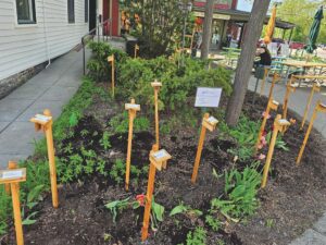 Middlebury Co-op transforms its garden space