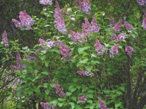 Ask a Master Gardener: For the love of lilacs