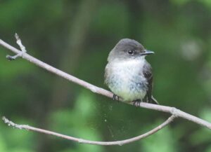 Matthew Dickerson: Bird listening — it’s good for you