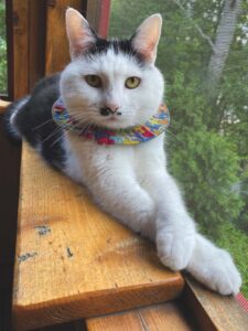 Pet of the week: Meet Picot
