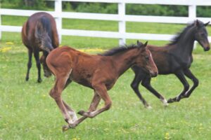 Kick up your heels at the Morgan Horse Farm