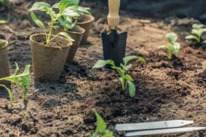 Ask a Master Gardener: Moving starter plants outside