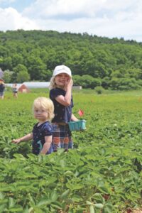 Pick-your-own-fruit etiquette