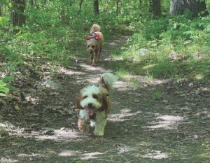 Think like a local: Try a Vermont staycation!