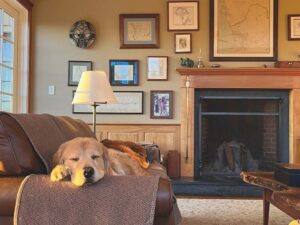 Pets of the week: Holmes & Watson