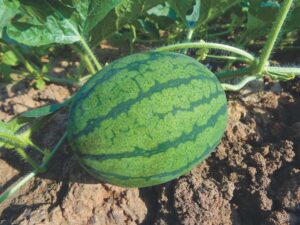 Ask a Master Gardener: How to grow a watermelon