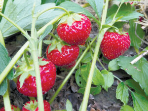 Ask a Master Gardener: Strawberry season