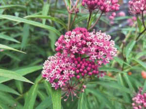 Milkweed: Not a weed at all