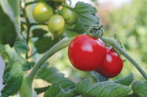 Alternatives to the standard tomato cage