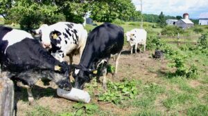 Grants on offer to dairy processors