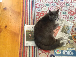 PET OF THE WEEK: Purrrr-fect Pika