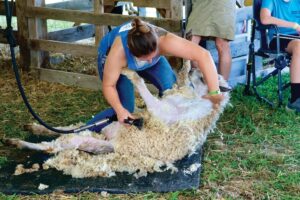 Field Days sheep shearer keeps her craft vibrant