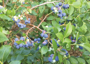 Ask a Master Gardener all about blueberries