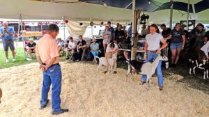 Goat show attracts small but loyal crowd at Field Days