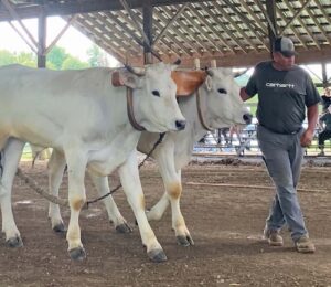 Oxen exhibit their power in Field Days competition