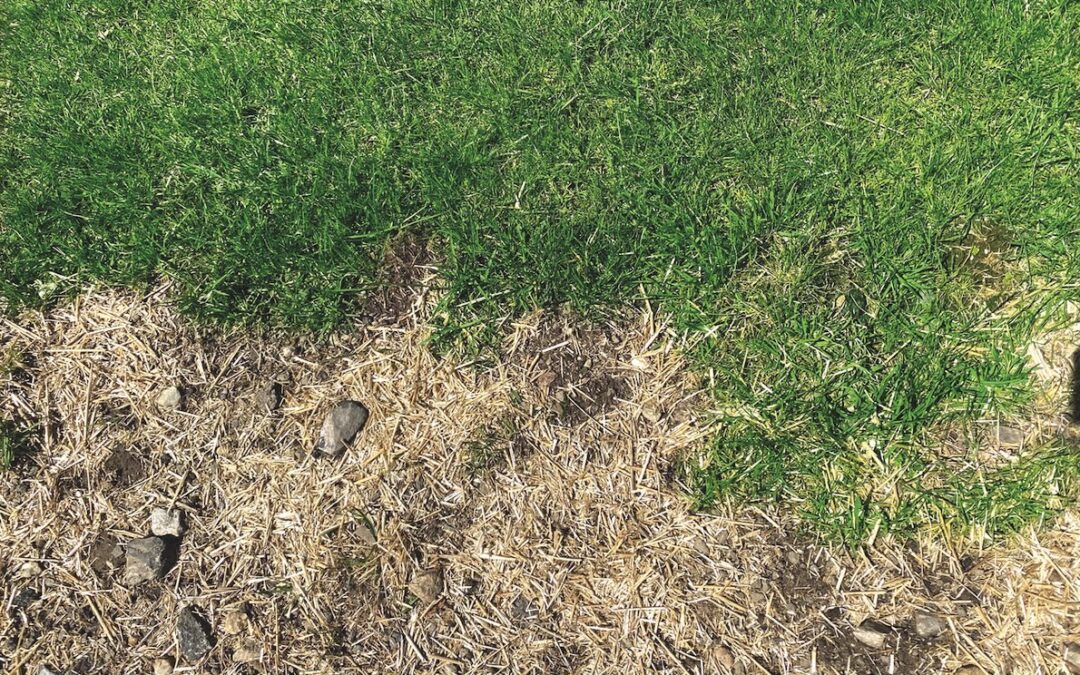 Dry, dead grass abuts green grass