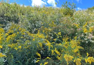 Ask a Master Gardener: glorious goldenrod
