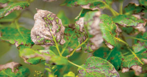 Ask a Master Gardener: All about lilac leaf blight