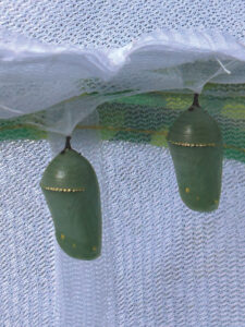 Two green monarch chrysalises