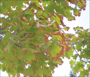ASK A MASTER GARDENER: How is the drought stressing our trees and shrubs?