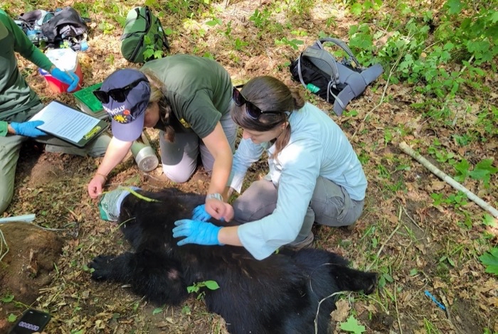 Wildlife officials measure the body of a black bear.