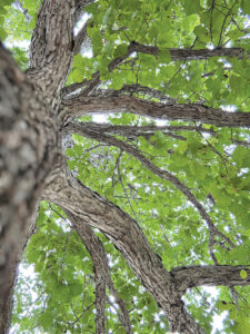 Ask A Master Gardener: Beautiful, beneficial oaks