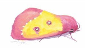 The Outside Story: finding the pink star caterpillar