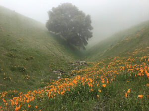 Trees and Seasons: exhibit opens for fall at PhotoPlace Gallery