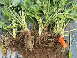 Ask a Master Gardener: Dividing Perennials in the Fall