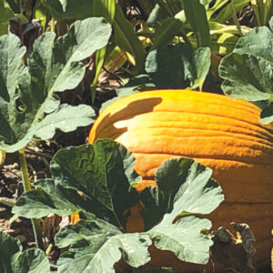 Ask a Master Gardener: Pumpkin and Squash Harvest and Storage
