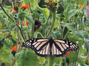 Lincoln resident raises rare white monarch